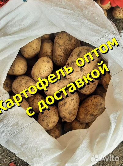 Картофель оптом