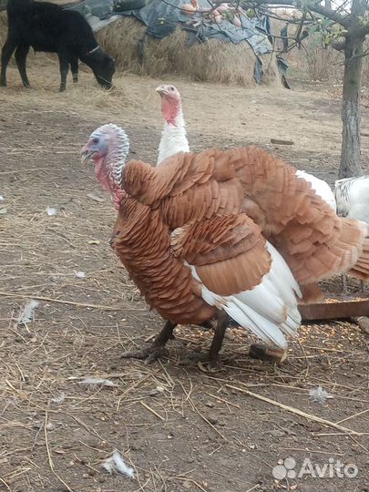 Индюки домашние