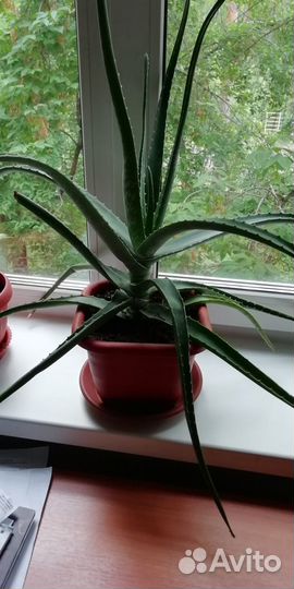 Комнатные домашние растения