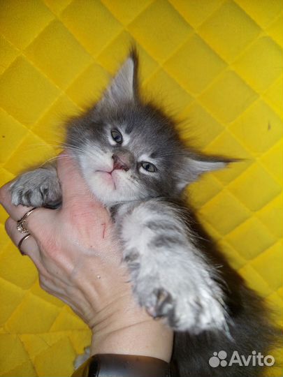 Котята мейн-кун