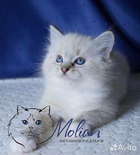 Рэгдоллы в разведение и домашние любимцы