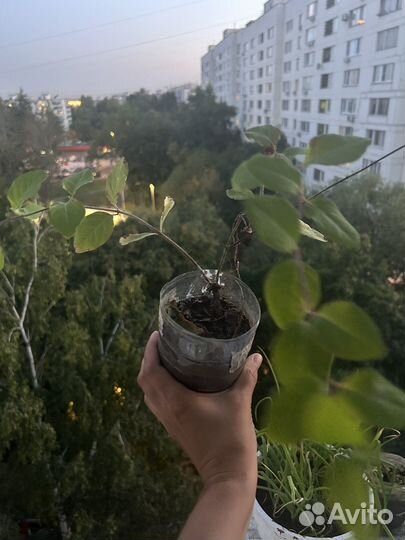 Каприфоль лиана