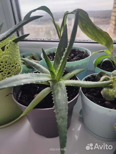 Алоэ лечебный в горшочках