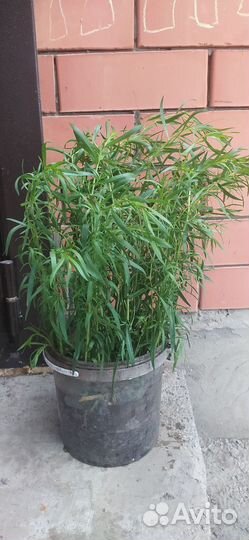 Рассада эстрагона тархуна