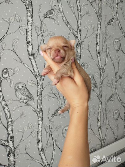 Пупс чихуахуа