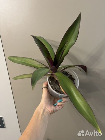 Традесканция