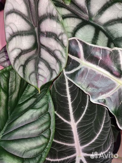 Алоказия, Драцена, Пальма