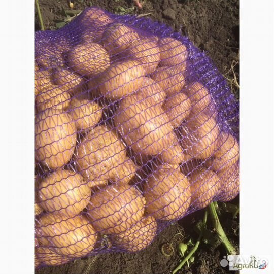 Продам картофель крупный