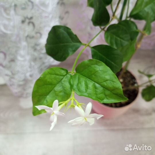 Комнатный жасмин