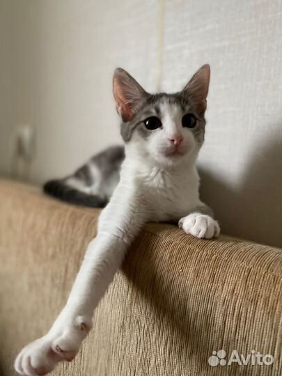 Котенок девочка