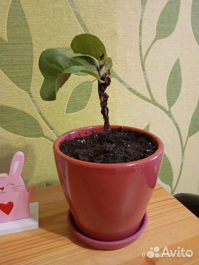 Фикус лирата