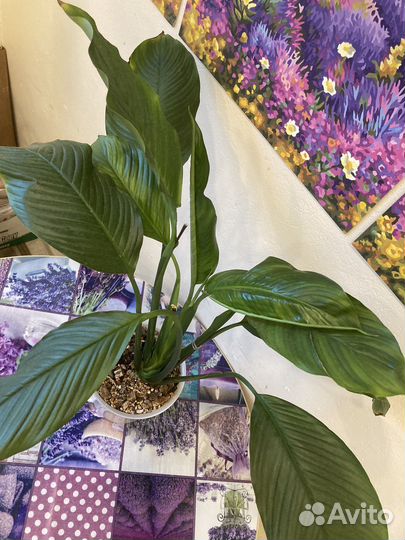 Спатифиллум Свит Сильвио крупномер