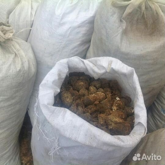 Конский навоз