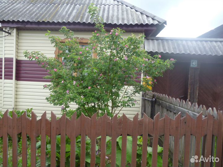 Саженцы шиповникова дерева и другие кустарники