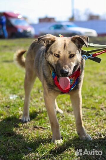 Собака в добрые руки отдам бесплатно