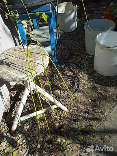 Керрия махровые желтая