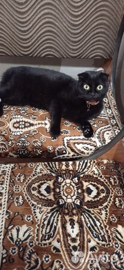 Кошки вислоухие