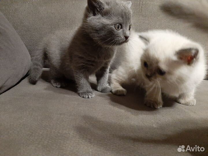 Британские котята