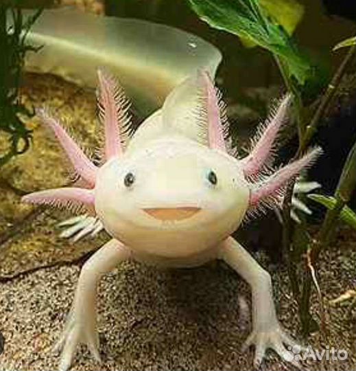 Аксолотль всех цветов
