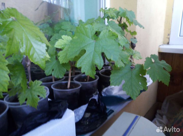 Саженцы винограда