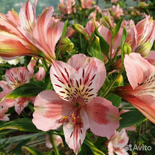 Корни альстромерии