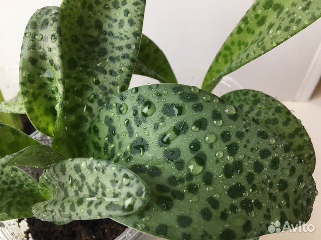 Дримиопсис кирка