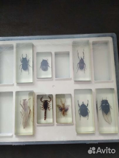 Настоящие Насекомые и их знакомые