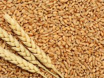 Продается пшеница 3 класса Алатырь