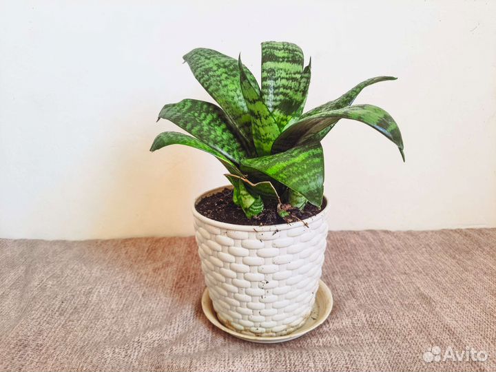 Сансевиерия, Тещин язык с горшком и грунтом
