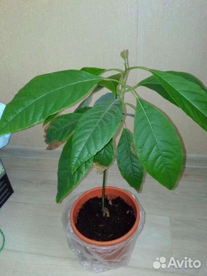 Комнатные расстения