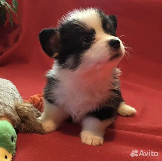 Вельш-корги пемброк