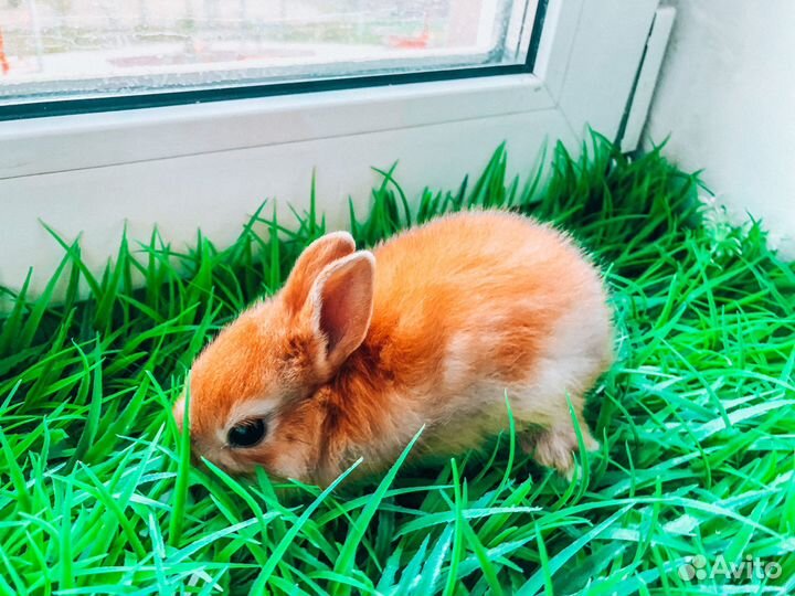 Карликовый кролик - супер мини