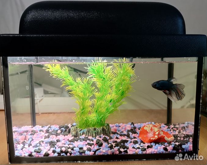 Аквариум с рыбками