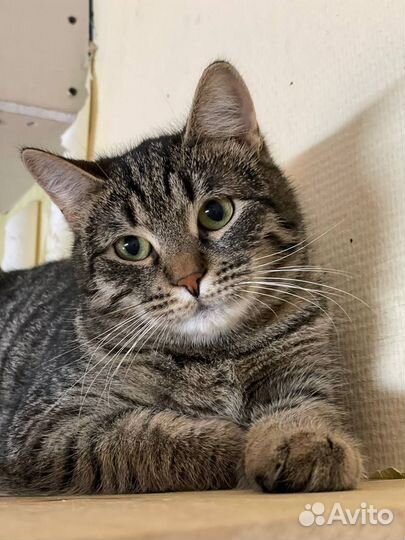 Молодая кошечка Грейс Келли ищет семью