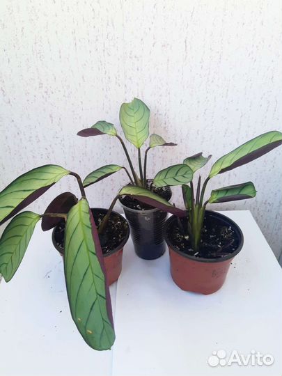 Калатея Ктенанта Амагрис