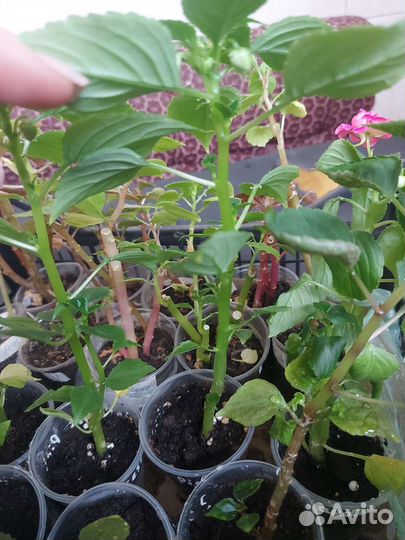 Бальзамин Fiesta Stardust Pink, Pink Rose и др