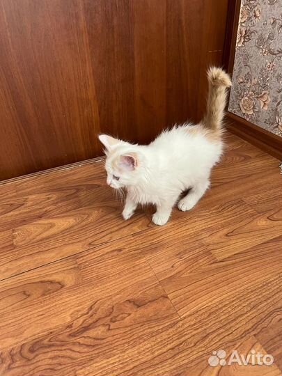 Котята в добрые руки приучены к лотку