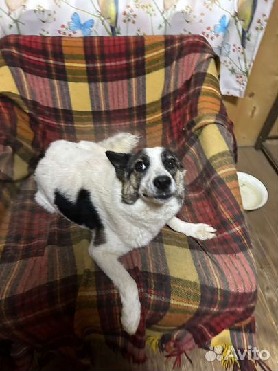 Собака в добрые руки отдам бесплатно