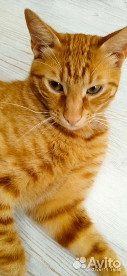 Кошки в добрые руки бесплатно. Кот Семён