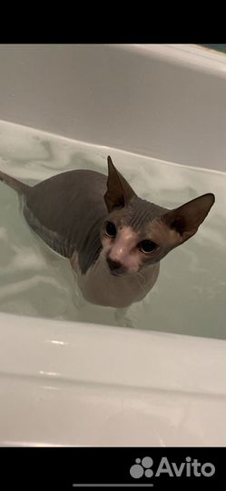 Сфинкс вязка