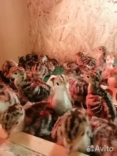 Цыплята, индюшата, утята