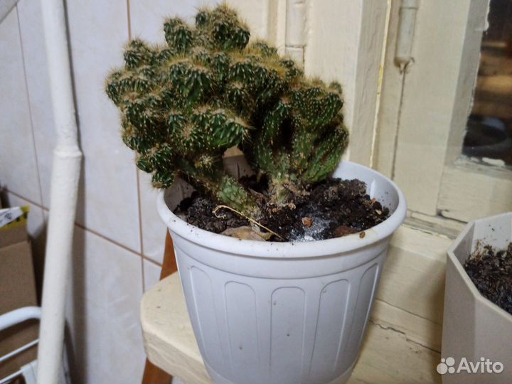 Кактусы и суккуленты