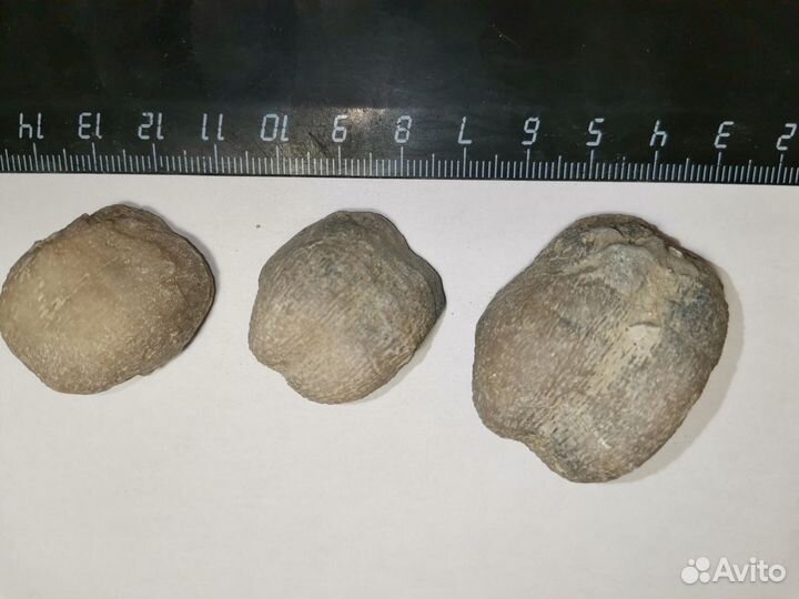 Брахиопода. Окаменелости