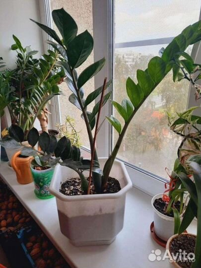 Замиокулькас