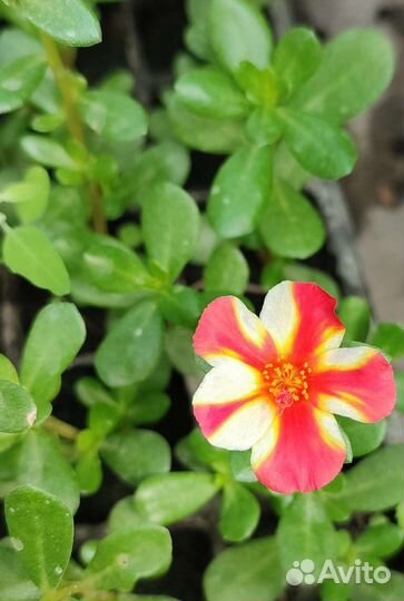 Портулак ампельный. Персиковая звезда