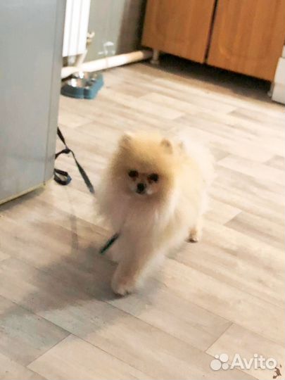 Отдам в добрые руки шпиц