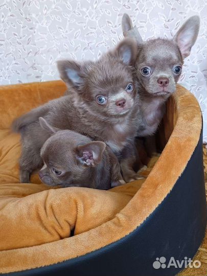 Лиловые малыши