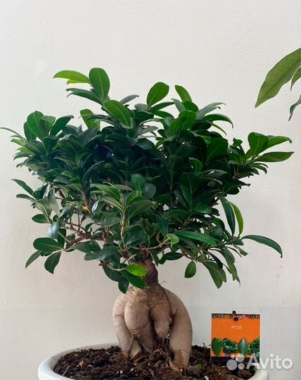 Дерево бонсай