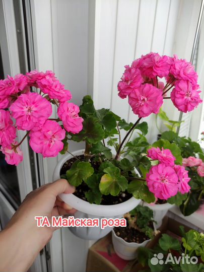 Пеларгонии сортовые