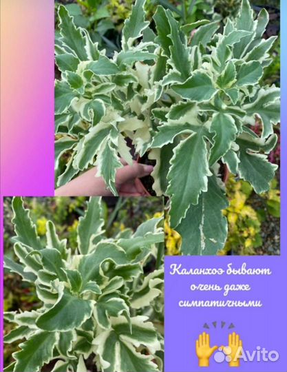 Каланхоэ laciniata variegata